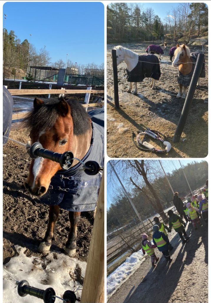 Kollage med tre bilder: en häst i täcke sedd på nära håll, två hästar i täcken vid ett staket, samt en grupp barn i gula reflexvästar som går och tittar på hästarna.