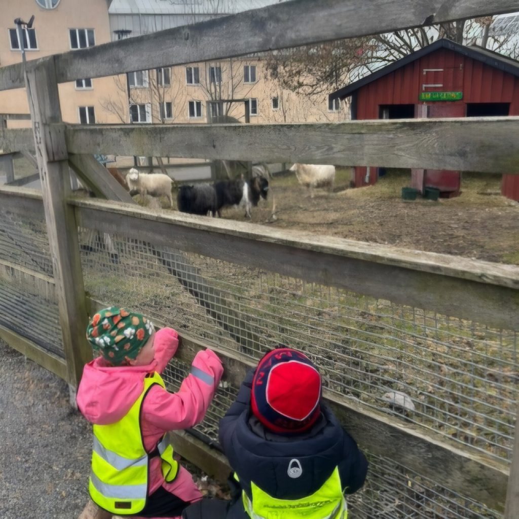 Två barn i reflexvästar och mössor står vid ett trästaket och tittar på får och getter i en hage, med byggnader i bakgrunden.