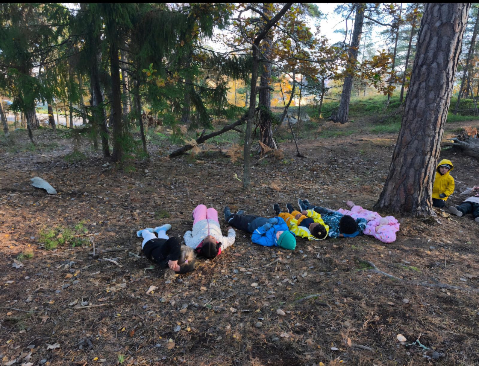 En grupp barn ligger på rygg bredvid varandra på marken i en skog, omgivna av barrträd och höstlöv.
